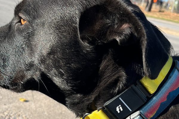 Pet Tracker Banner
